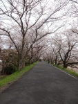 瀬戸川桜並木