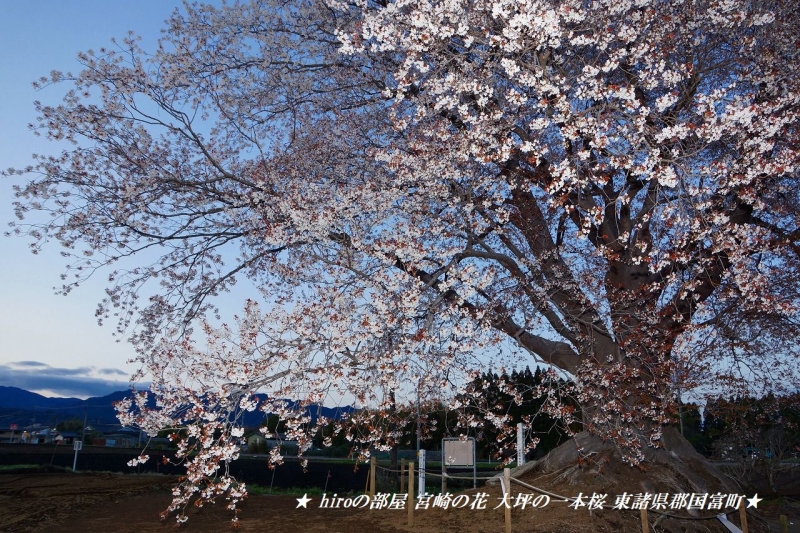 hiroの部屋　宮崎の花 大坪の一本桜 東諸県郡国富町