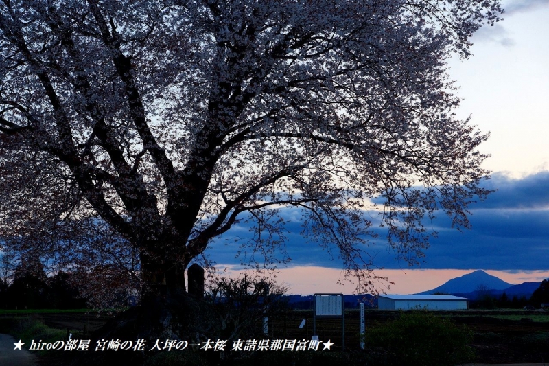 hiroの部屋　宮崎の花 大坪の一本桜 東諸県郡国富町