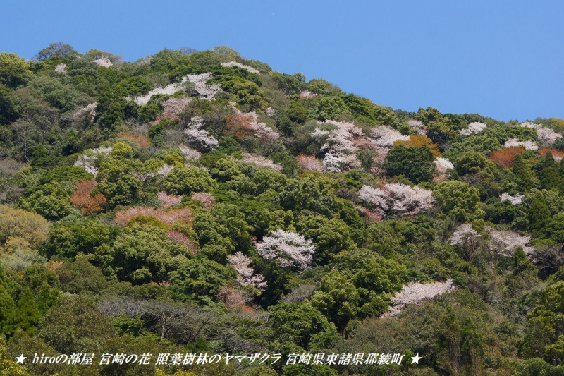 hiroの部屋　宮崎の花 照葉樹林のヤマザクラ 宮崎県東諸県郡綾町