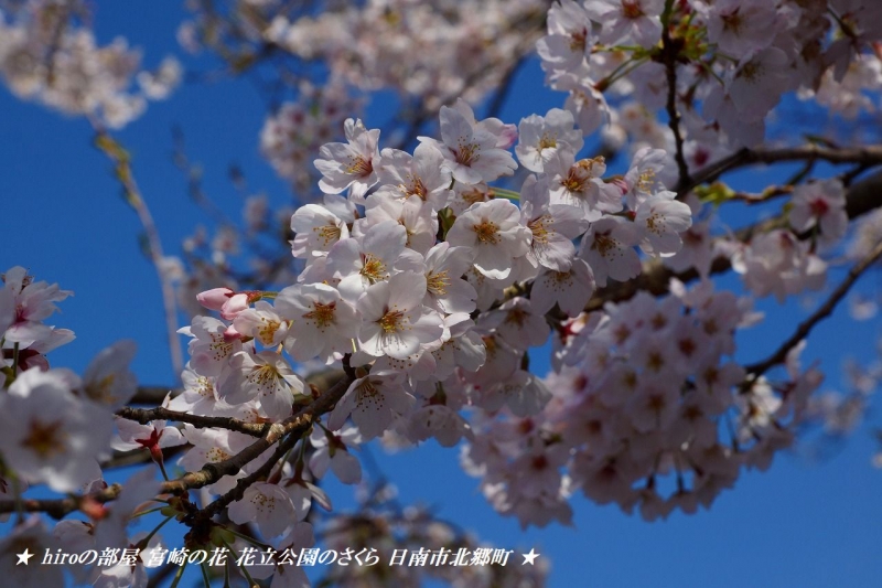 hiroの部屋　宮崎の花 花立公園のさくら 日南市北郷町