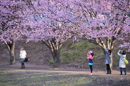 中央公園桜３