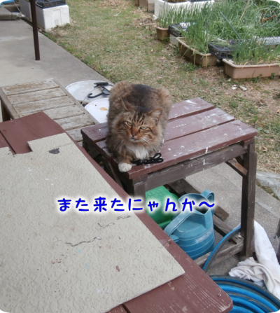 猫①（2018-04-02）