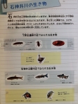 ⑧石神井川の生き物CIMG0866 (2)