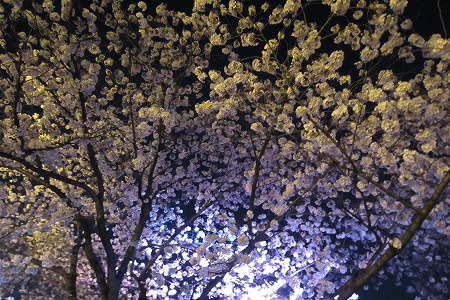 0328夜桜 (1)