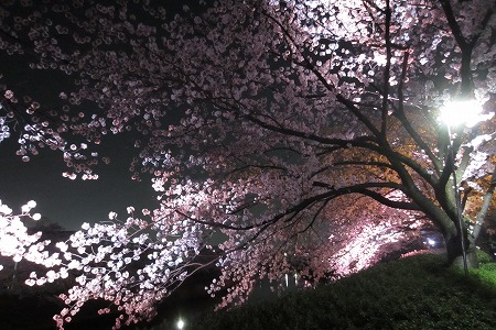 0328夜桜 (2)