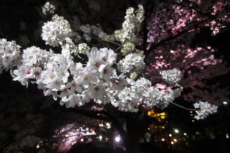 0328夜桜 (3)