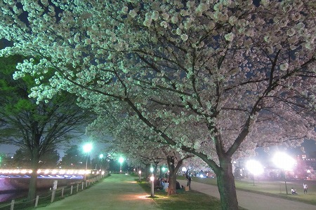 0328夜桜 (4)