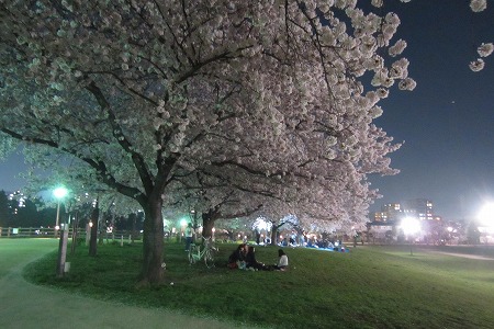 0328夜桜 (6)