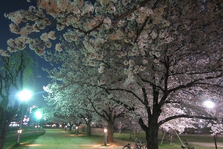 0328夜桜 (7)