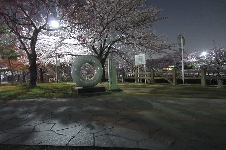 0328夜桜 (9)