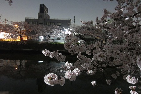 0328夜桜 (10)