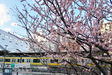 梅の花と総武線各駅２
