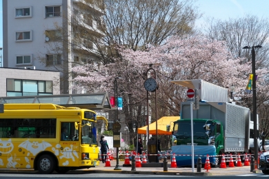 南口駅前の桜