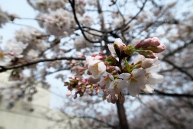 最も桜の花に近い場所