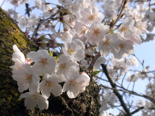 R0034545桜の花Zoom_400