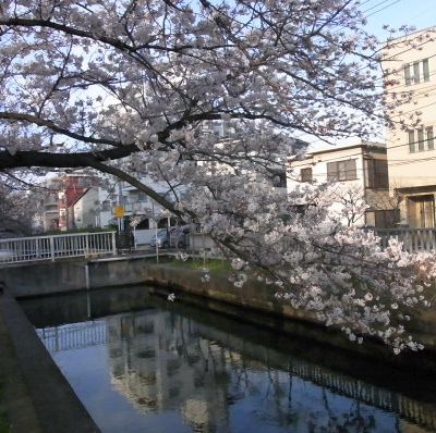 R0034565水路の桜の花_400