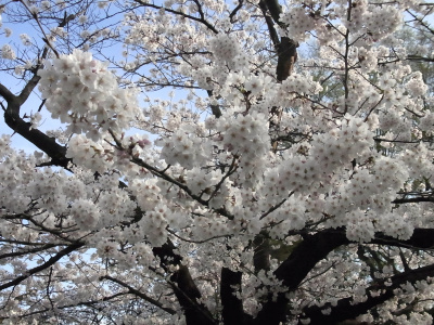 R0034537桜満開の木_400