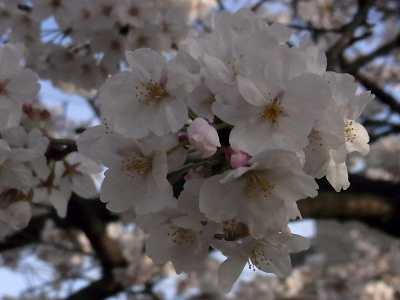 R0034544桜の花Zoom_400