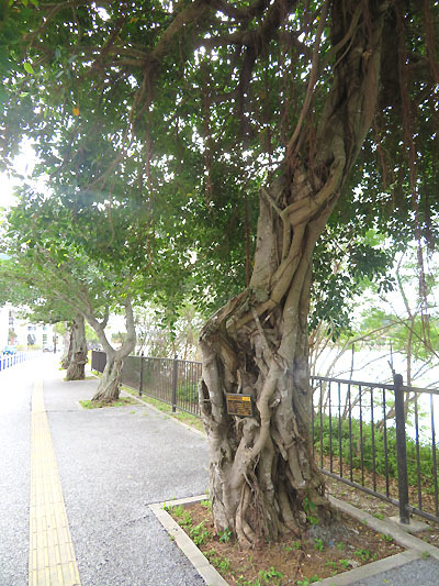 沖縄街歩き3