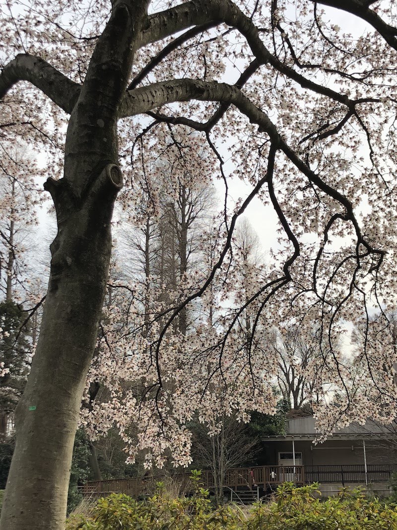 井の頭公園の桜2018-6