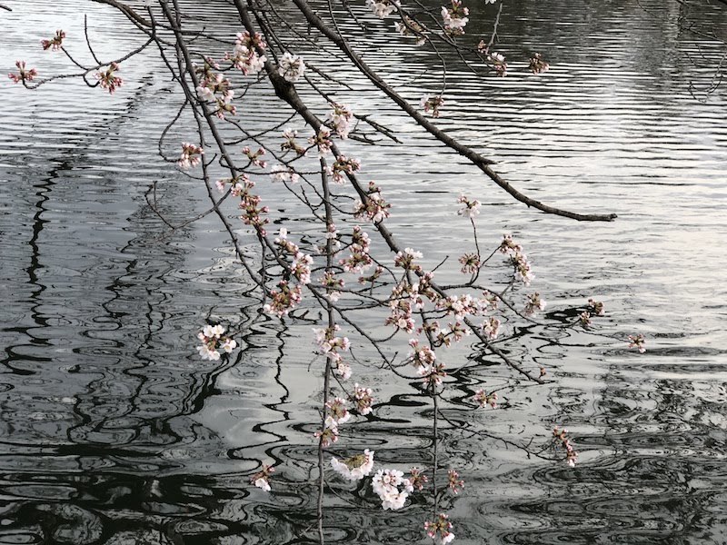 井の頭公園の桜2018-19