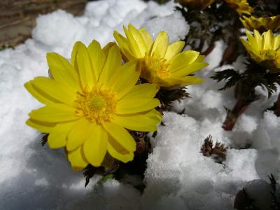 名残雪と福寿草