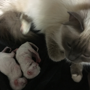 猫の妊活🐱幸運を運ぶバーマン子猫