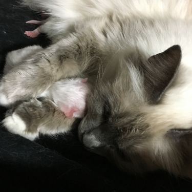 猫の妊活🐱幸運を運ぶバーマン子猫