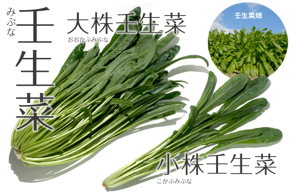 古くから京都で栽培されてきた日本特産の野菜 水菜 とくとく情報まとめ
