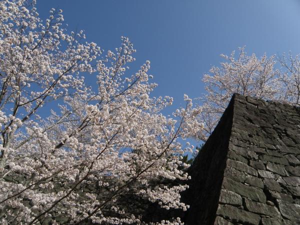 伊賀上野城の石垣と桜