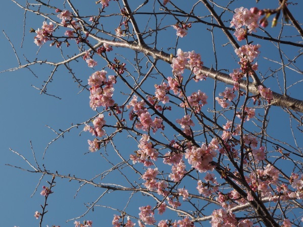 fc2早咲きの桜えだ