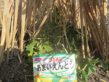 サヤエンドウ豆類の生長様子